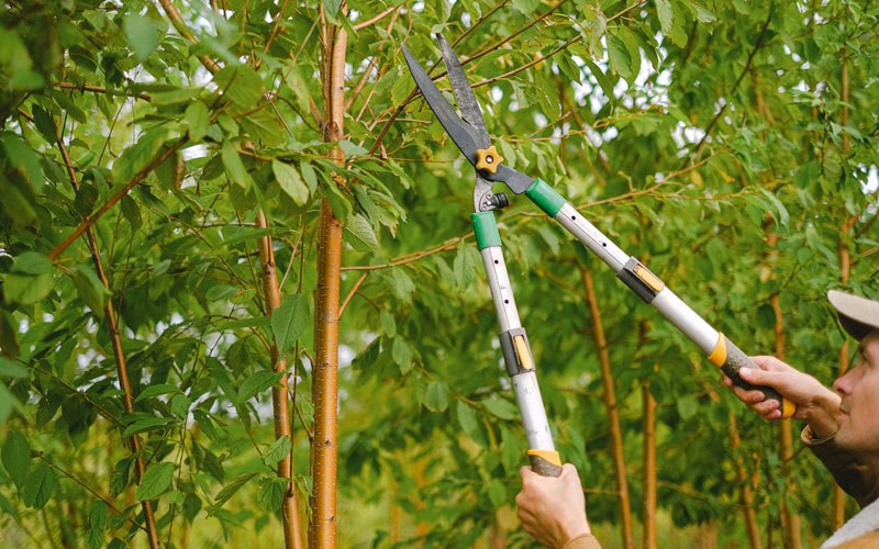 Tree trimming in False Pass, AK