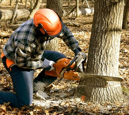 Tree Removal in False Pass, AK